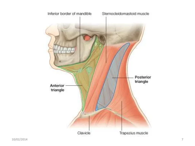 [IMAGE PLACEHOLDER: Lateral view of the neck illustrating the Anterior Triangle (outlined in green) and Posterior Triangle (outlined in blue). Shows the SCM muscle dividing the two, the mandible forming the superior border, and the clavicle forming the base.]