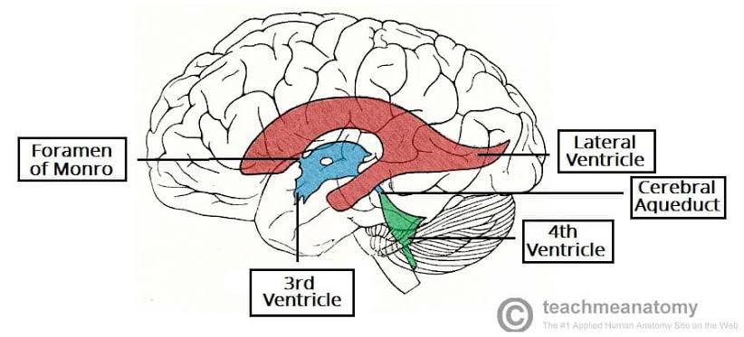 Figure 5.1: Lateral view showing the ventricular system: lateral ventricles, third ventricle, cerebral aqueduct, and fourth ventricle.