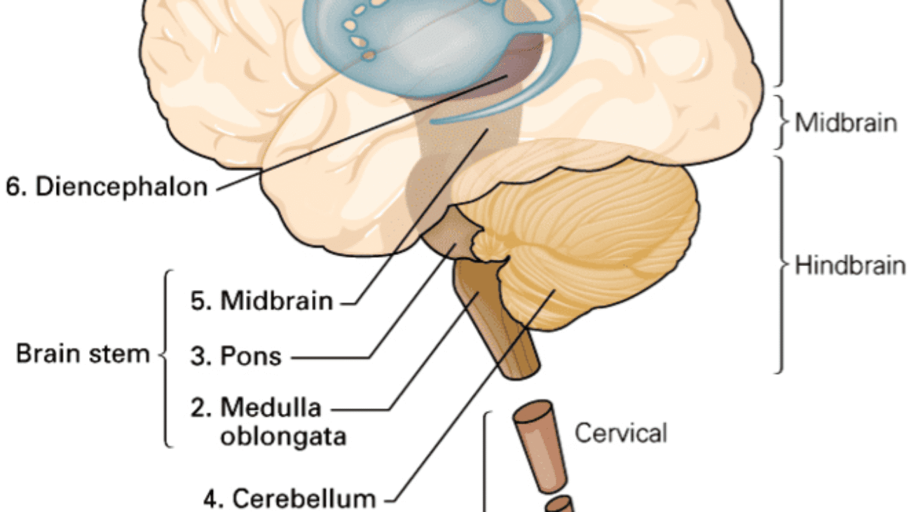 Major divisions of the CNS