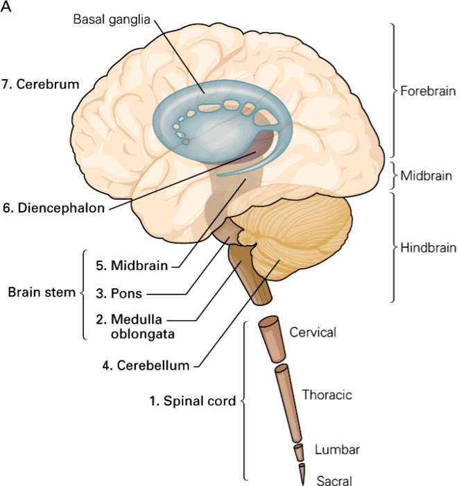 Major divisions of the CNS