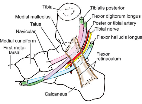 [Image Placeholder: Medial View of the Tarsal Tunnel. Drawing showing the medial malleolus, calcaneus, flexor retinaculum, and the structures passing through in T-D-A-V-N-H order.]