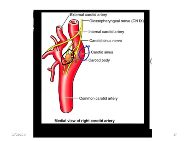 [IMAGE PLACEHOLDER: Medial view of the right carotid artery bifurcation. Clearly circles the swollen Carotid Sinus and points to the small, nodular Carotid Body nestled in the crotch of the bifurcation. Shows Glossopharyngeal nerve branches attaching to them.]