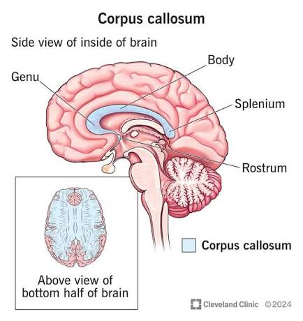 Figure 1.2: Medial view showing corpus callosum parts: rostrum, genu, body, and splenium.