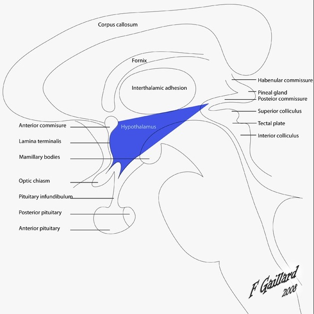 Figure 1.7: Medial view showing hypothalamus and its relationship to optic chiasm, infundibulum, and mammillary bodies.