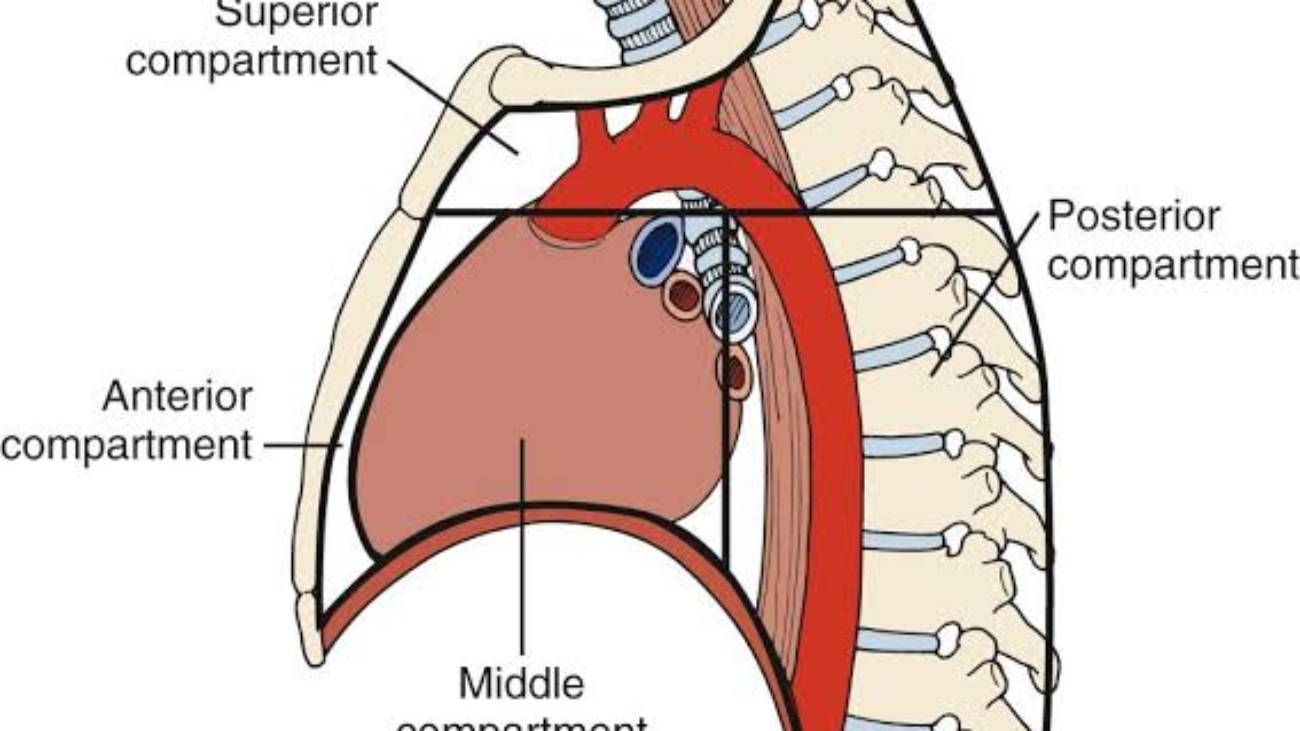 Mediastinum