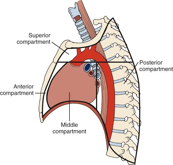 Mediastinum