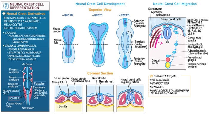 Figure 4: Neural Crest Differentiation & Peripheral Structures