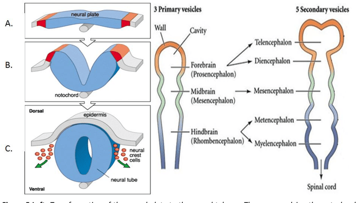 Diagram showing the timeline of neural tube development into primary and secondary vesicles