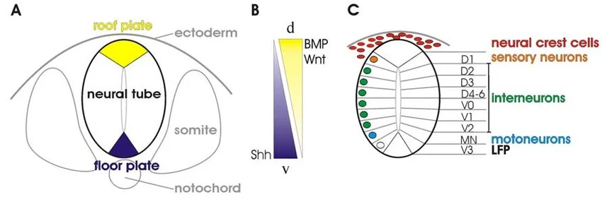 Figure 1: Neural Tube Induction & Dorsal-Ventral Patterning