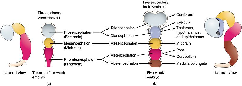 Figure 2: Neural Tube Vesiculation & Brain Flexures