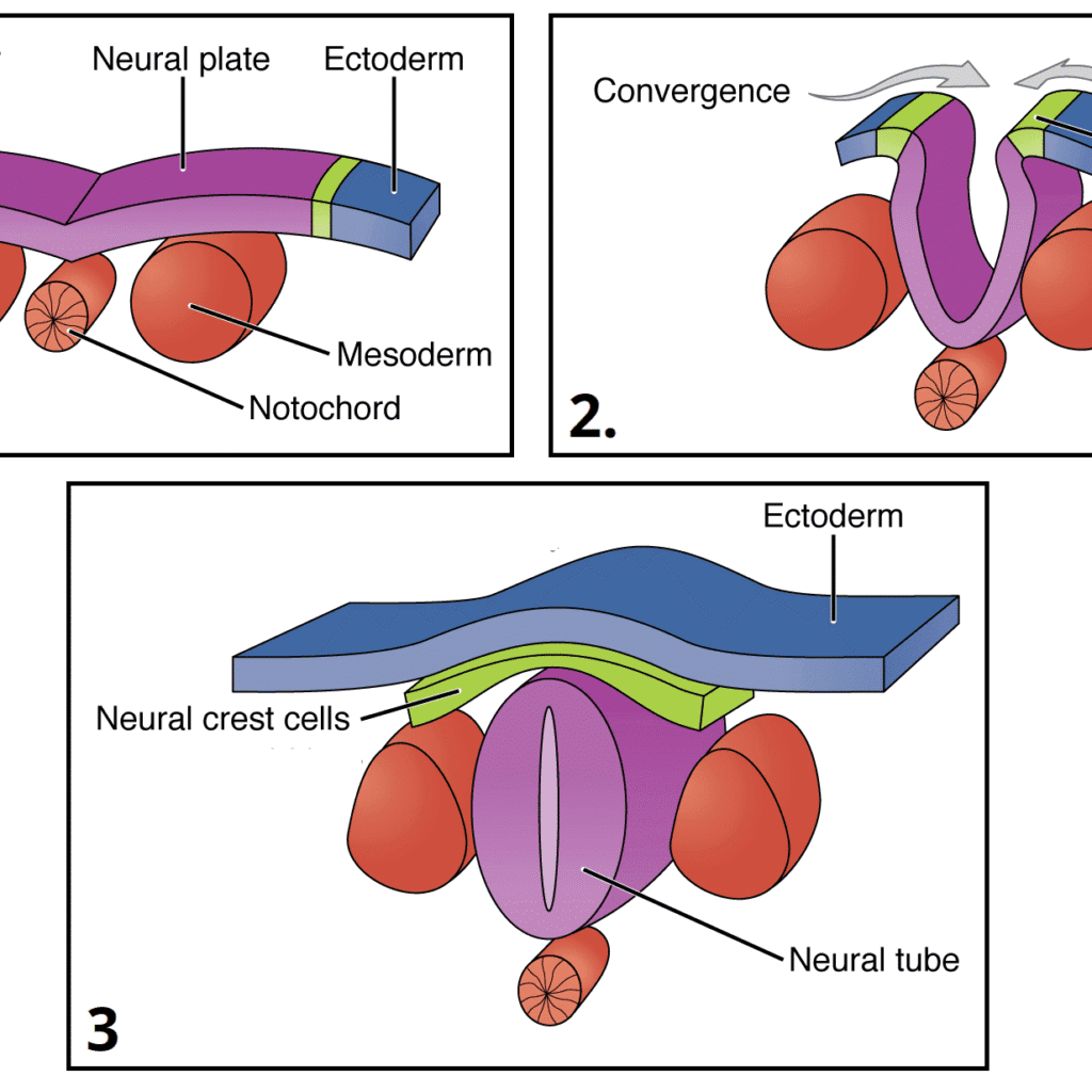 Development of the CNS