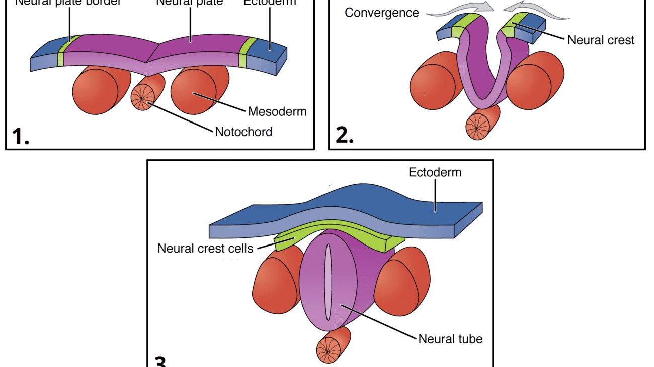 Development of the CNS