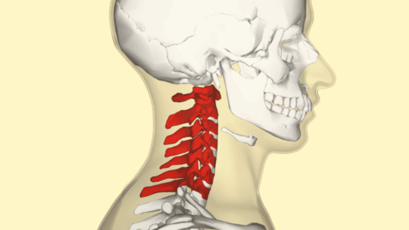 Osteology (Vertebrae & Skull)