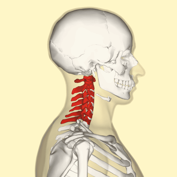 Osteology (Vertebrae & Skull)