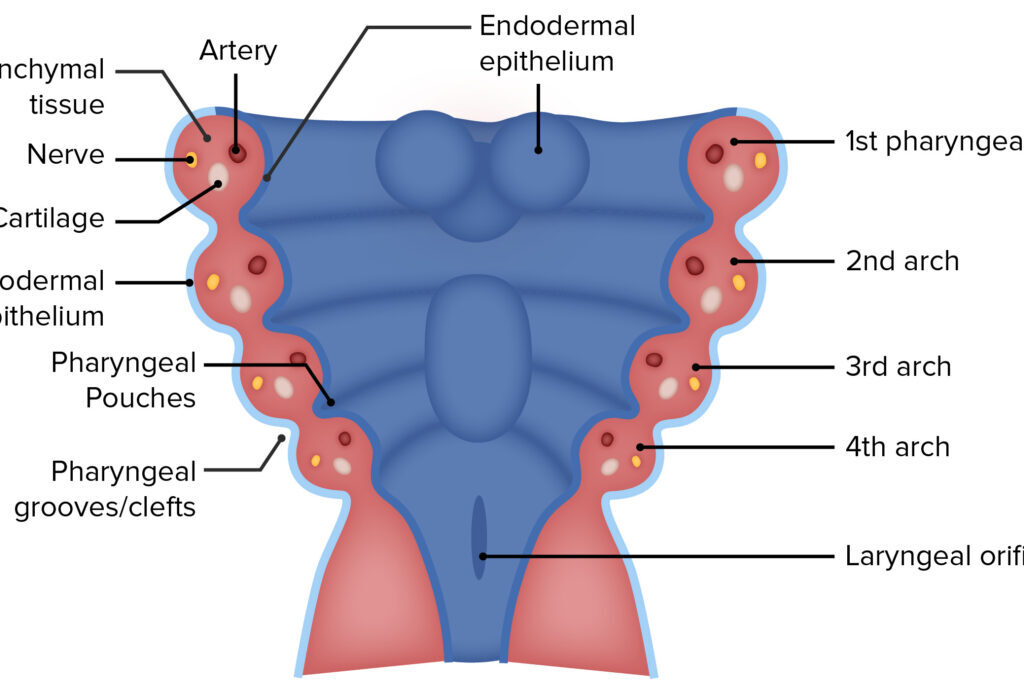 Embryology (Pharyngeal Arches)