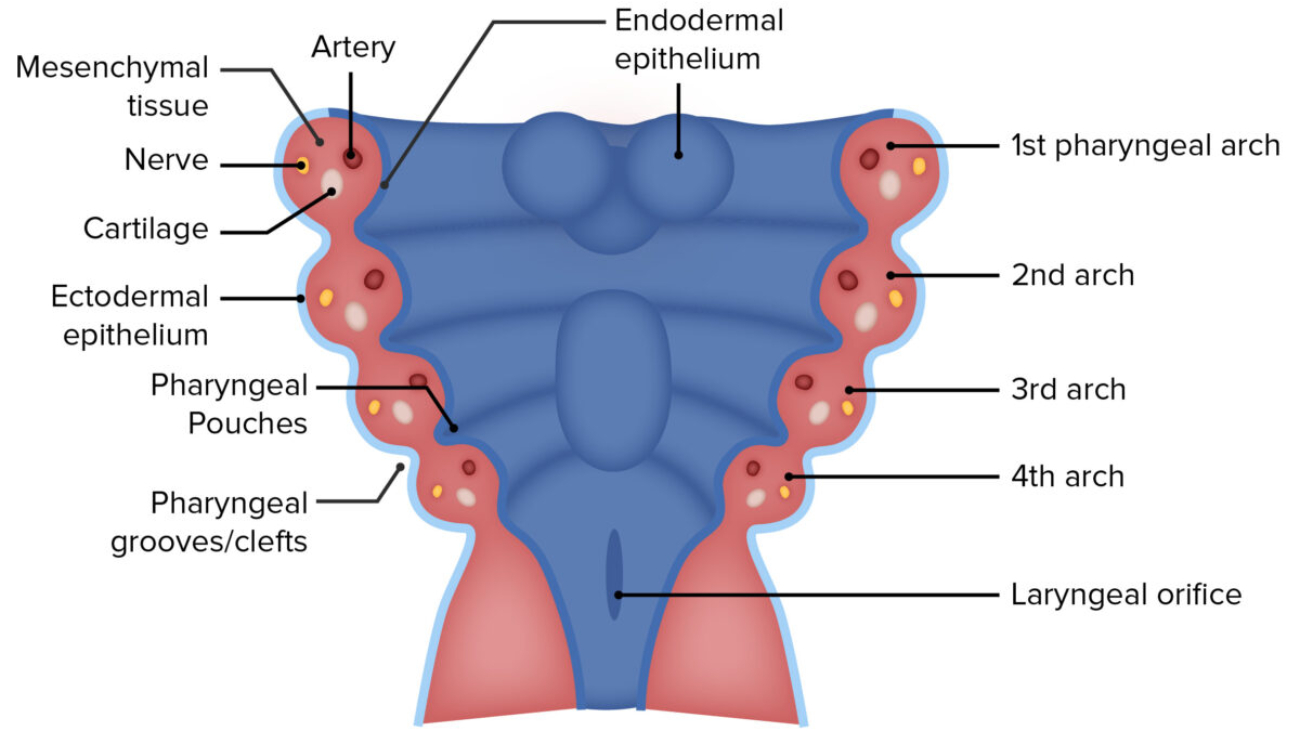 Embryology (Pharyngeal Arches)