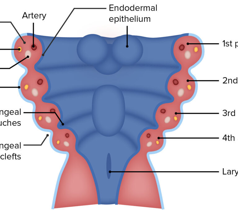 Embryology (Pharyngeal Arches)