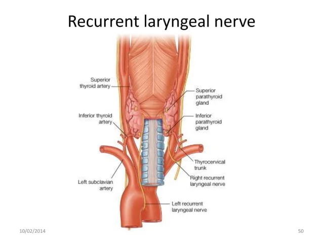 [IMAGE PLACEHOLDER: Posterior view of the Trachea and Thyroid showing the Left and Right Recurrent Laryngeal Nerves looping under major vessels and ascending tightly in the groove between the trachea and esophagus, running directly behind the thyroid lobes.]