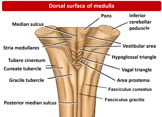 Figure 3.5: Posterior view of the medulla showing gracile and cuneate tubercles, and the floor of the fourth ventricle.