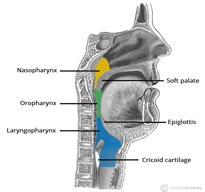 Sagittal view of the pharynx divided into naso-, oro-, and laryngopharynx