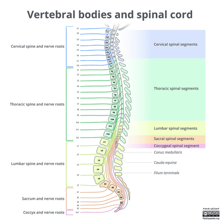 Figure 4.2: Sagittal view showing the spinal cord, conus medullaris, filum terminale, and cauda equina.