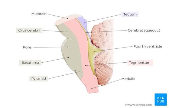 Figure 2.1: Sagittal view showing the three layers of the midbrain: tectum, tegmentum, and crus cerebri.