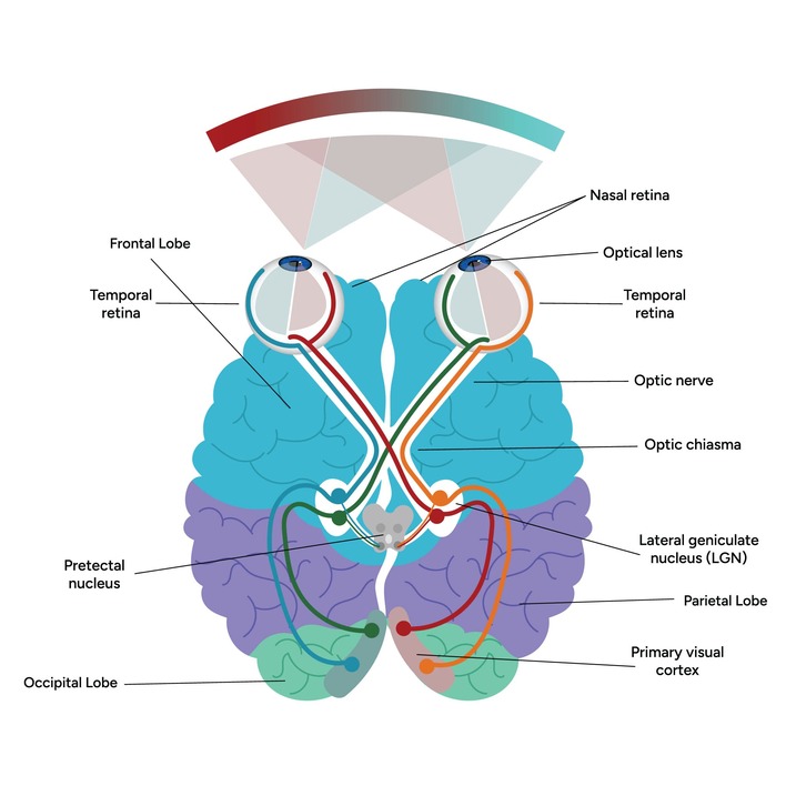 Schematic of the visual pathway from retina to occipital cortex showing decussation at the chiasm