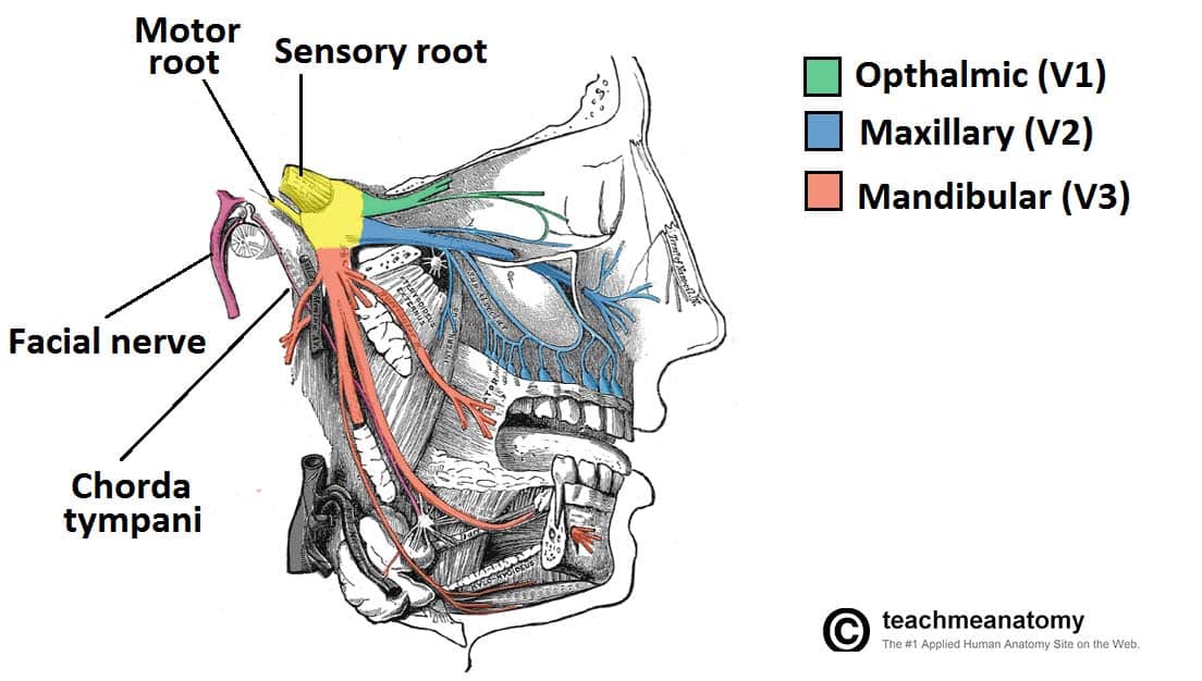 Schematic showing parasympathetic fibers hitchhiking on trigeminal nerve branches