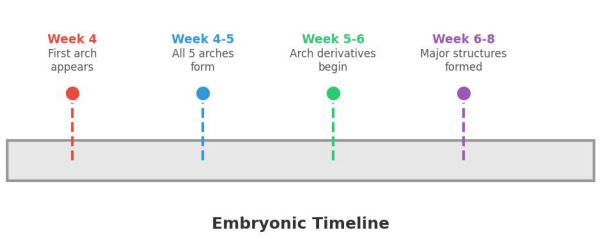 Timeline chart detailing Week 4 through Week 8 of embryonic pharyngeal arch development