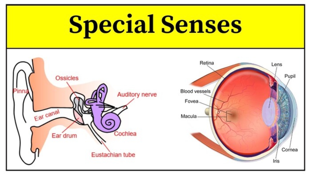 Special Senses (Eye & Ear)