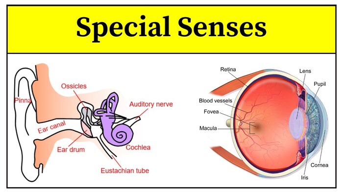 Special Senses (Eye & Ear)