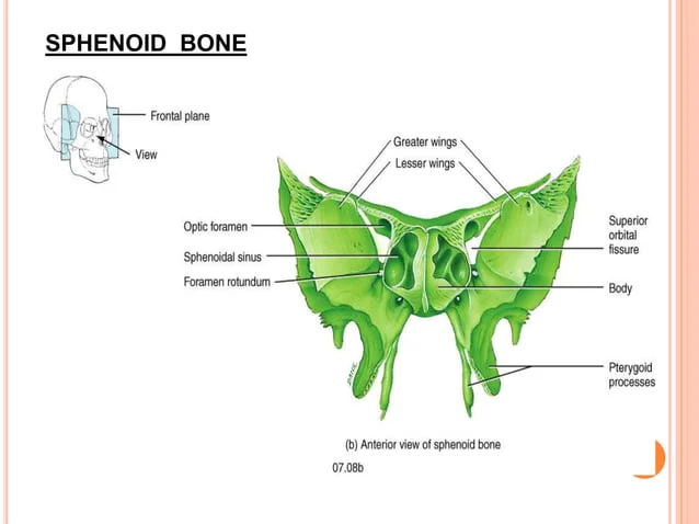 [IMAGE PLACEHOLDER: Superior and Anterior views of the Sphenoid Bone resembling a bat, highlighting the Sella Turcica, Greater/Lesser Wings, and Pterygoid Processes]