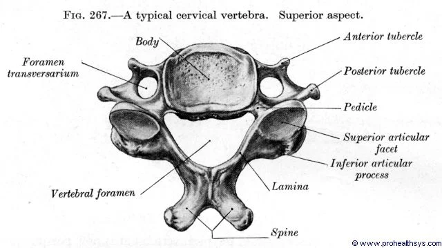 [IMAGE PLACEHOLDER: Superior view of a Typical Cervical Vertebra showing the small Body, large triangular Vertebral Foramen, Bifid Spinous Process, and Transverse Foramina]