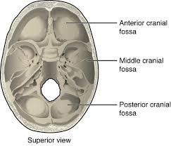 Superior view of the cranial base showing anterior, middle, and posterior fossae
