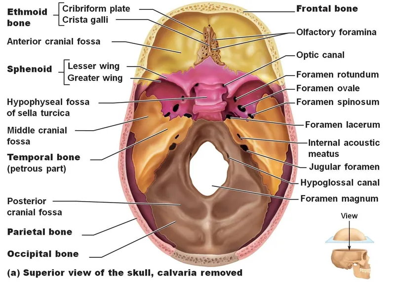 Superior view of the cranial base showing anterior, middle, and posterior fossae