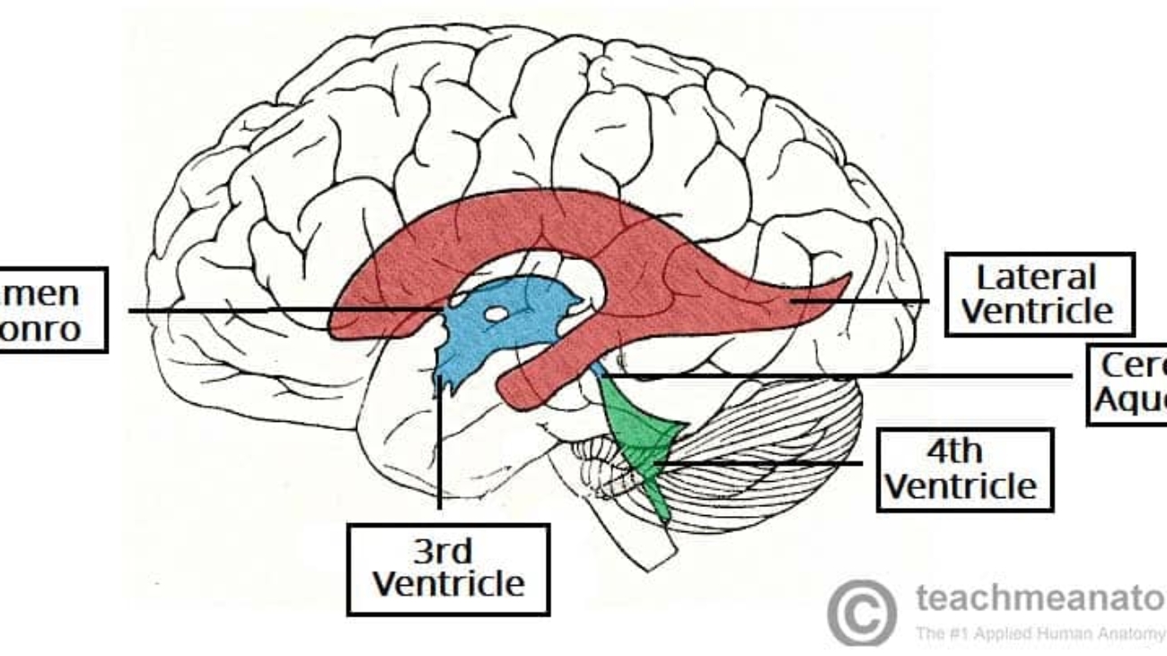 Internal structures of the CNS (ventricles)