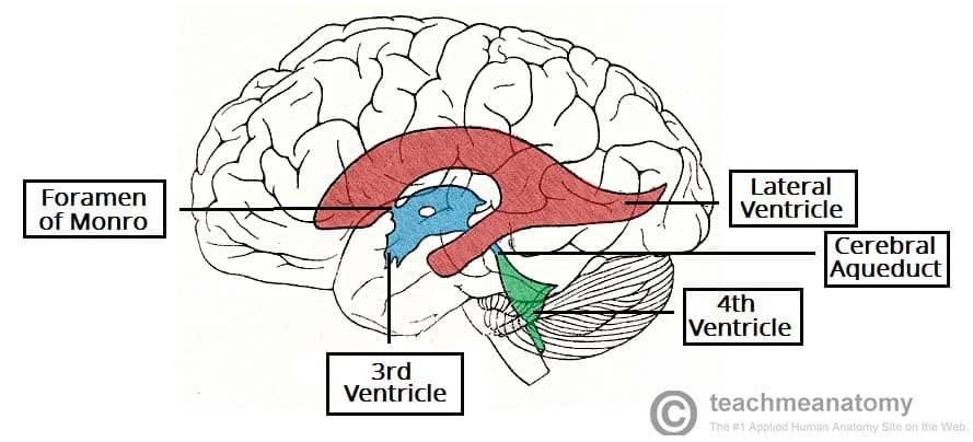 Internal structures of the CNS (ventricles)