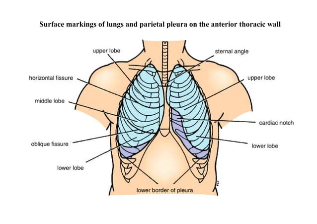 Surface anatomy markings of the lungs and parietal pleura on the anterior thoracic wall