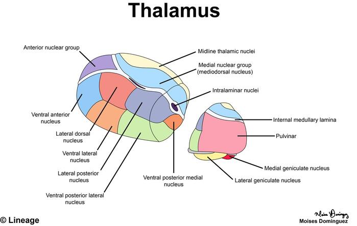 Figure 1.6: Thalamic nuclei showing anterior, medial, and lateral groups, plus medial and lateral geniculate bodies.