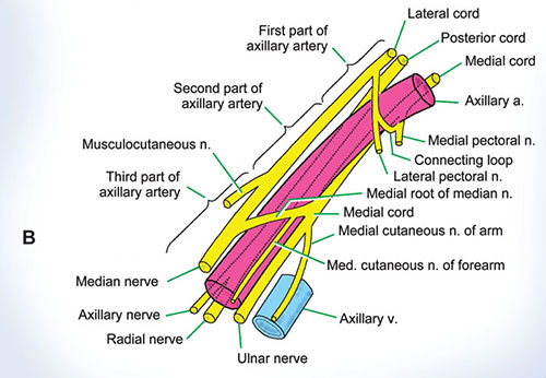 [Image Placeholder: The Brachial Plexus and Axillary Artery. High-resolution vector schematic showing the spatial wrapping of the lateral, medial, and posterior cords around the red axillary artery.]