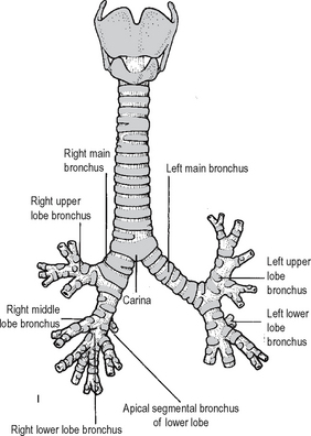 The bronchial tree highlighting the trachea, right and left principal bronchi, and smaller divisions