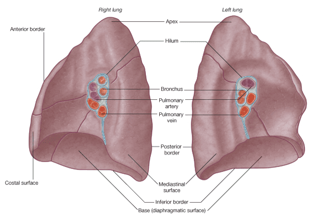 Roots and hila of the lungs showing pulmonary arteries, veins, and bronchi