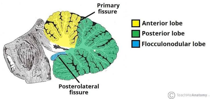 Figure 3.2: The cerebellum showing the three lobes separated by the primary and posterolateral fissures.