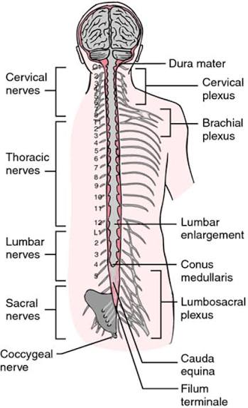 Figure 4.1: The spinal cord showing cervical and lumbosacral enlargements, conus medullaris, and cauda equina.