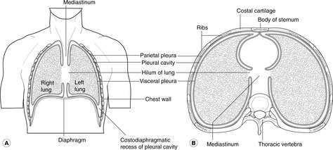 Transverse and Coronal section of the Mediastinum showing pleural sacs, visceral and parietal pleura, and the root of the lung