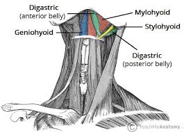 [IMAGE PLACEHOLDER: Two views of the Suprahyoid muscles. View A (lateral) showing Stylohyoid, Digastric (anterior and posterior bellies), and Mylohyoid. View B (inferior/anterior) showing Geniohyoid and Mylohyoid forming the floor of the mouth.]