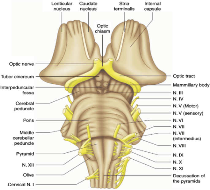 Figure 2.3: Ventral surface of the brainstem showing the cerebral peduncles, interpeduncular fossa, and cranial nerve exits.