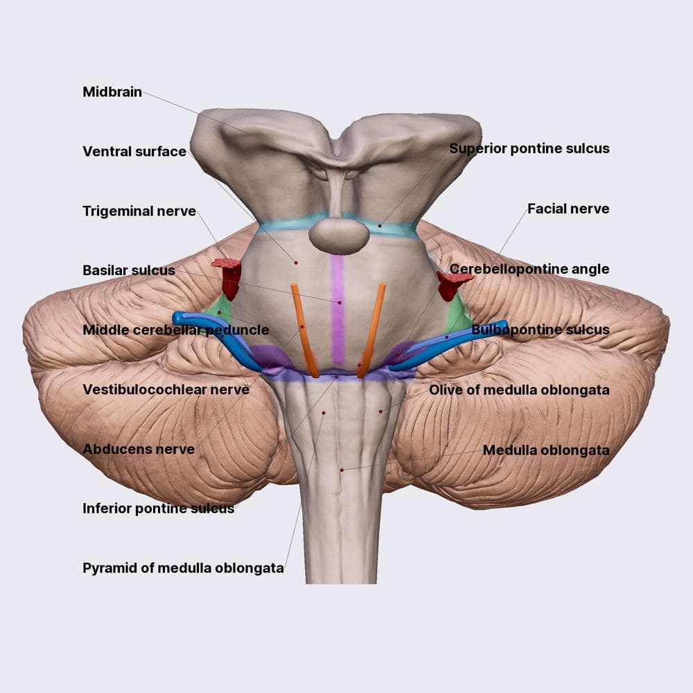 Figure 3.1: Ventral view of the pons showing basilar sulcus, middle cerebellar peduncles, and cranial nerve exits.