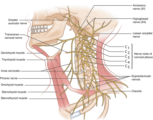 [IMAGE PLACEHOLDER: Two illustrations of neck nerves. Left shows the Transverse cervical nerve providing sensory coverage over the SCM. Right shows the intricate loop of the Ansa Cervicalis overlying the IJV, sending motor branches into the strap muscles.]