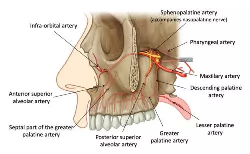 Lateral deep view of the skull showing the ITF and the deeper PPF with the maxillary artery
